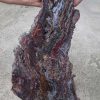 Jasper - Image 5