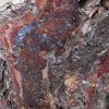 Jasper - Image 9