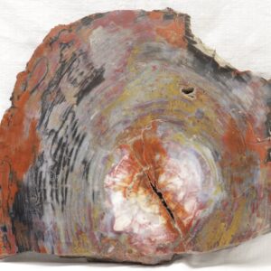 Fossil wood