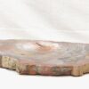 Fossil wood - Image 2