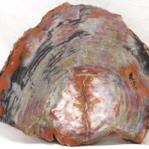 Petrified wood