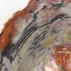 Petrified wood - Image 3