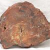 Petrified wood - Image 5