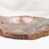 Petrified wood - Image 6