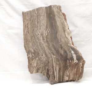Petrified wood