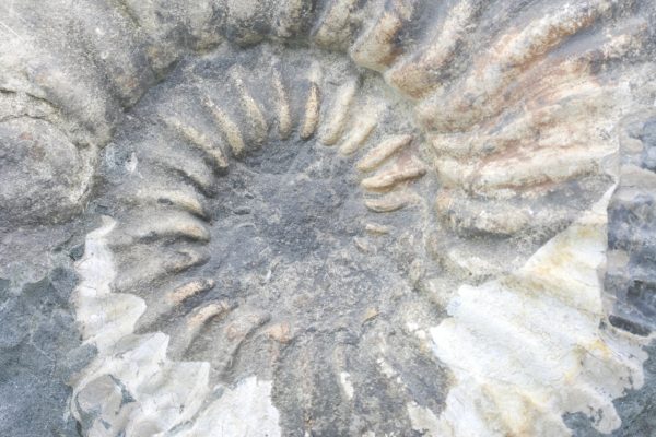 Amonit - Image 4