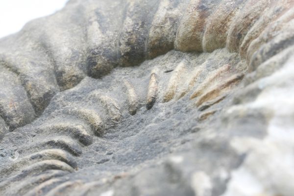 Amonit - Image 5