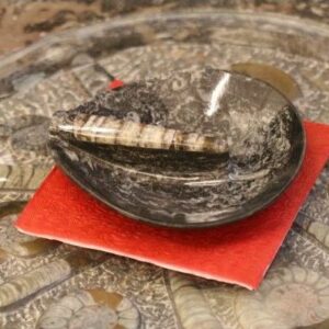 Stone bowl with fossils