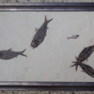 Fossil fish