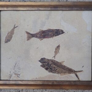Fossil fish