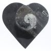 Jewelry box with fossils - Image 2