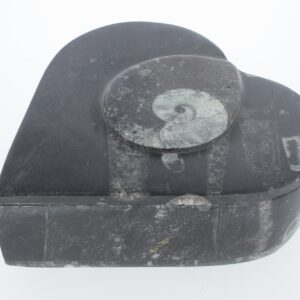 Jewelry box with fossils