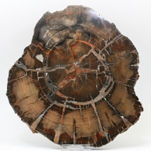 Petrified wood