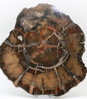 Petrified wood