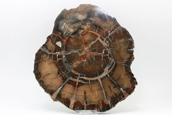 Petrified wood