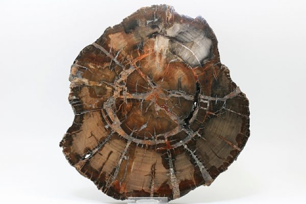 Petrified wood - Image 2