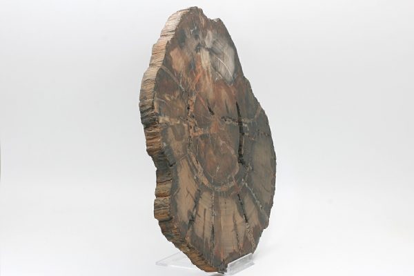 Petrified wood - Image 3