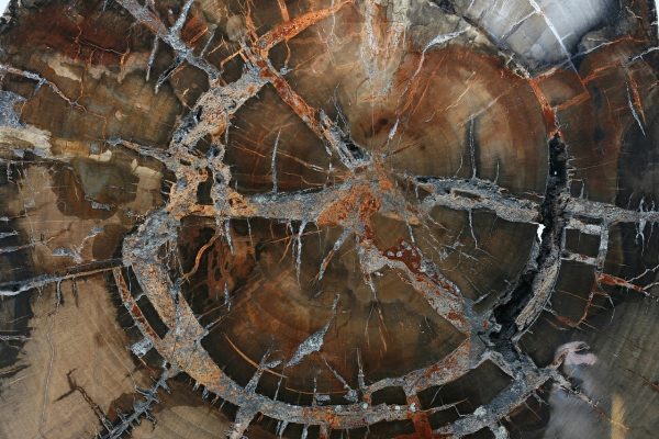 Petrified wood - Image 4
