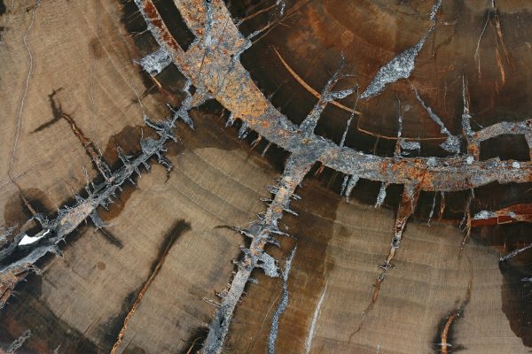 Petrified wood - Image 5
