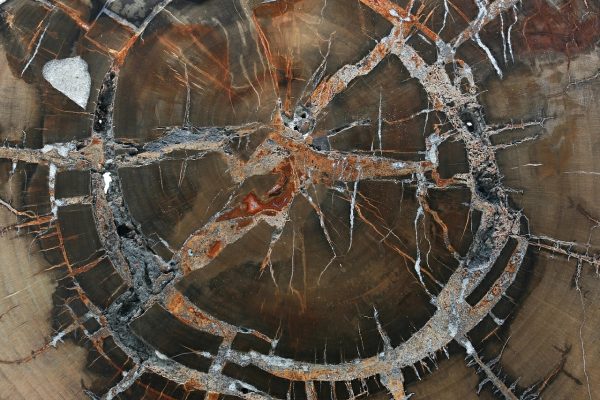 Petrified wood - Image 7