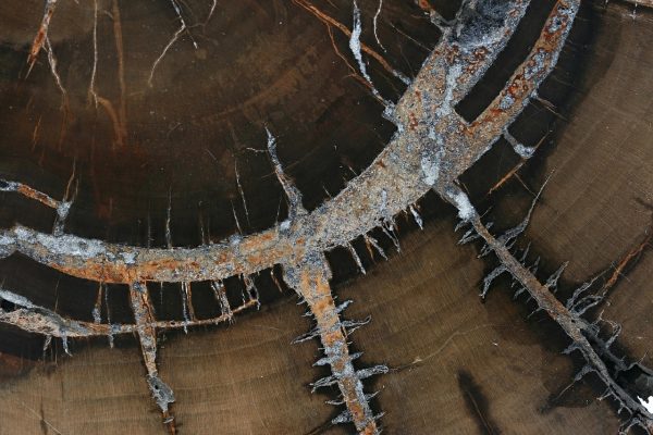 Petrified wood - Image 8