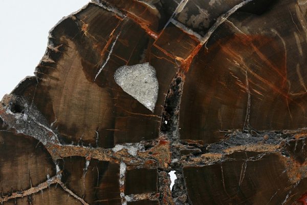Petrified wood - Image 9