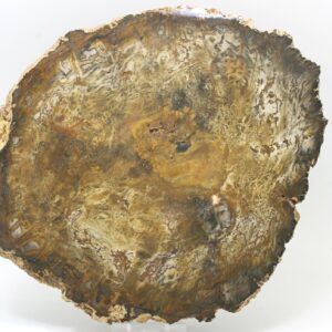 Petrified wood