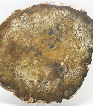 Petrified wood
