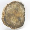 Petrified wood - Image 2