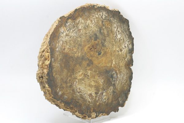 Zkamenělé dřevo - Image 2