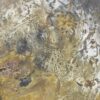 Petrified wood - Image 3