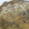 Petrified wood - Image 6