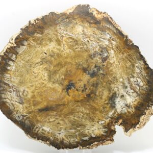 Petrified wood