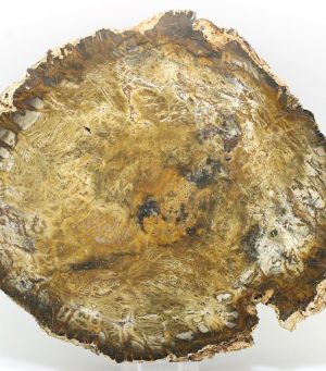 Petrified wood