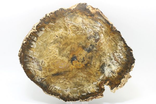 Petrified wood