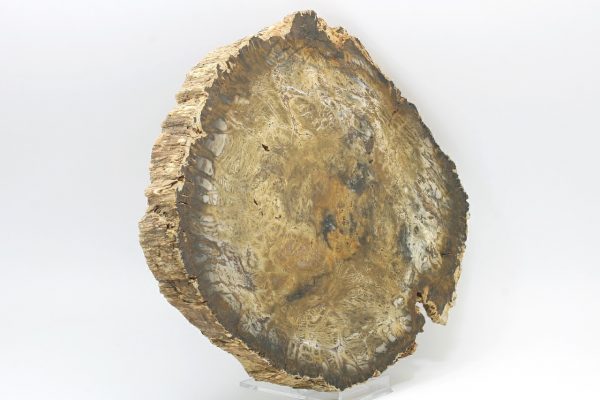 Petrified wood - Image 2
