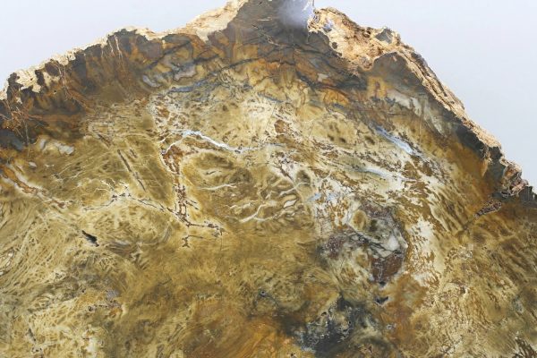 Petrified wood - Image 3