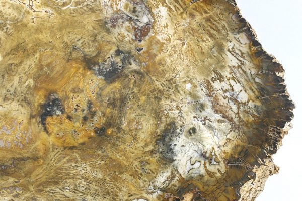 Petrified wood - Image 4