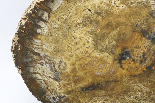 Petrified wood - Image 5