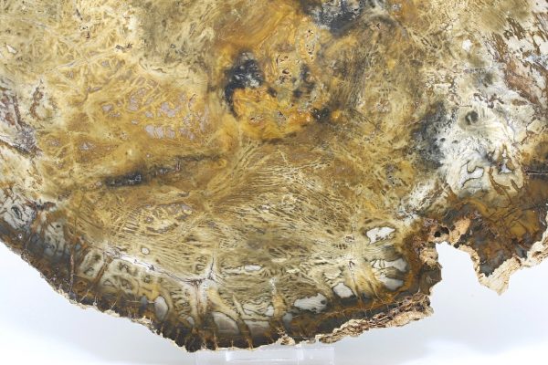 Petrified wood - Image 6