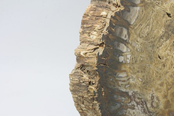 Petrified wood - Image 7