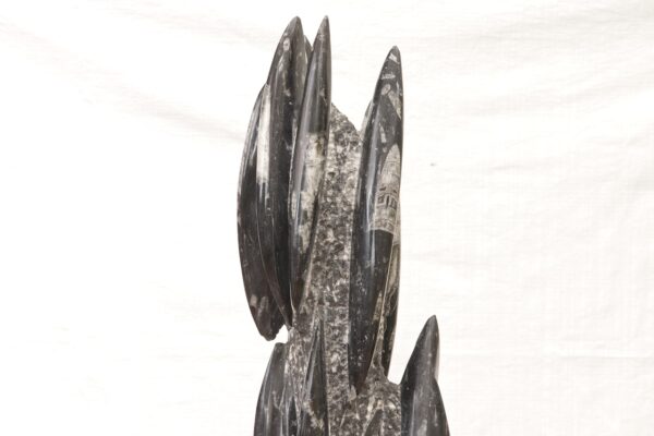 Orthoceras tower - Image 11