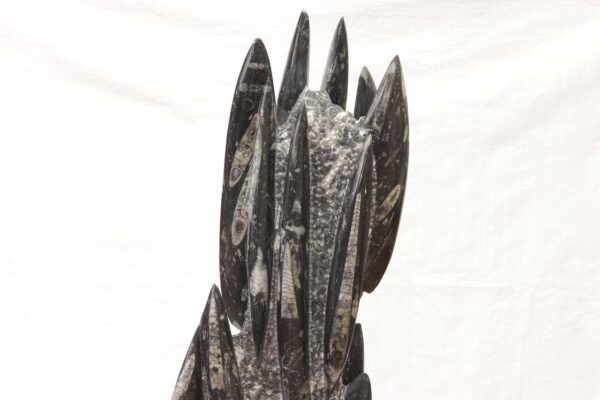 Orthoceras tower - Image 13