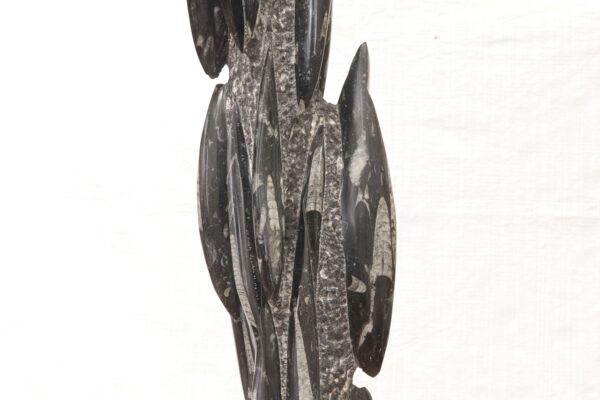 Orthoceras tower - Image 15