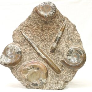 Sculpture orthoceras, goniatite