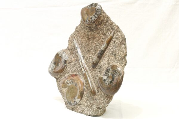 Skulptura orthoceras, goniatit - Image 2