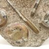 Sculpture orthoceras, goniatite - Image 4