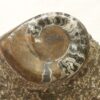 Sculpture orthoceras, goniatite - Image 5