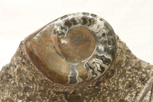 Skulptura orthoceras, goniatit - Image 5