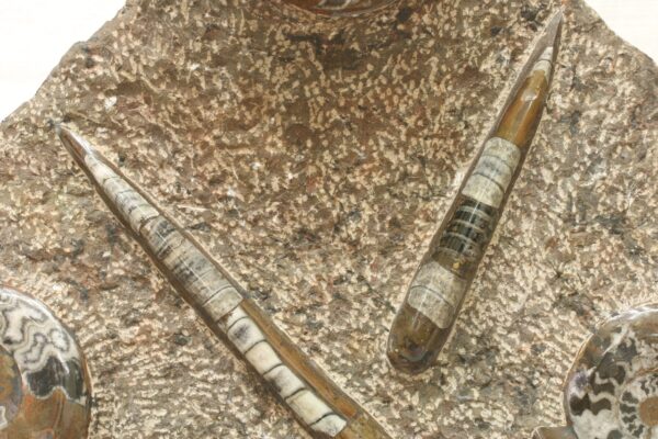 Skulptura orthoceras, goniatit - Image 6